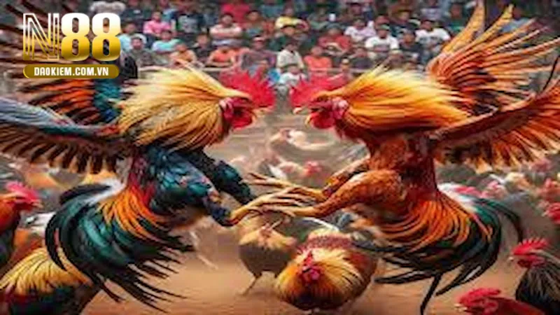 Tại sao đá gà trên mạng luôn thua nguyên do