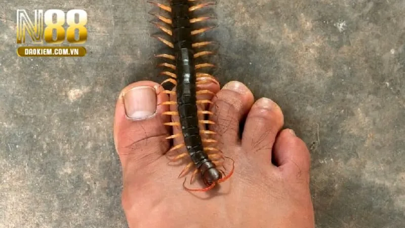 Mơ thấy rết cắn mình