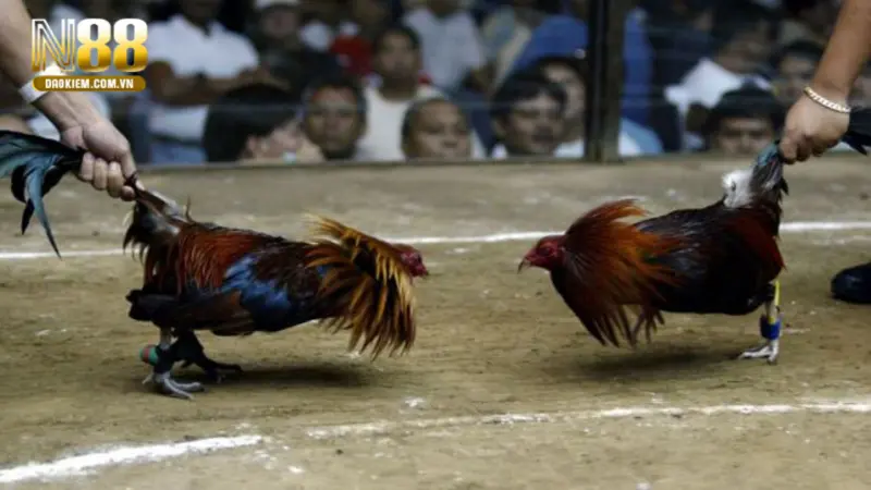 trận gà 15 tỷ kết quả